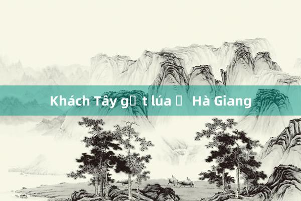 Khách Tây gặt lúa ở Hà Giang